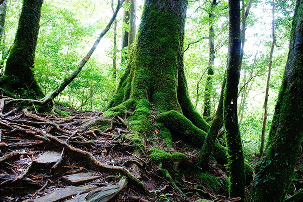 ヤクスギランド